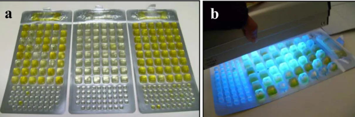 Fig. 11. a) Lectura de las bandejas transcurrido el tiempo de incubación, pueden apreciarse las  celdas de color amarillo que indican la presencia de coliformes; b) Mediante una lámpara de UV  es posible ver y contar las celdas que emiten fluorescencia, qu