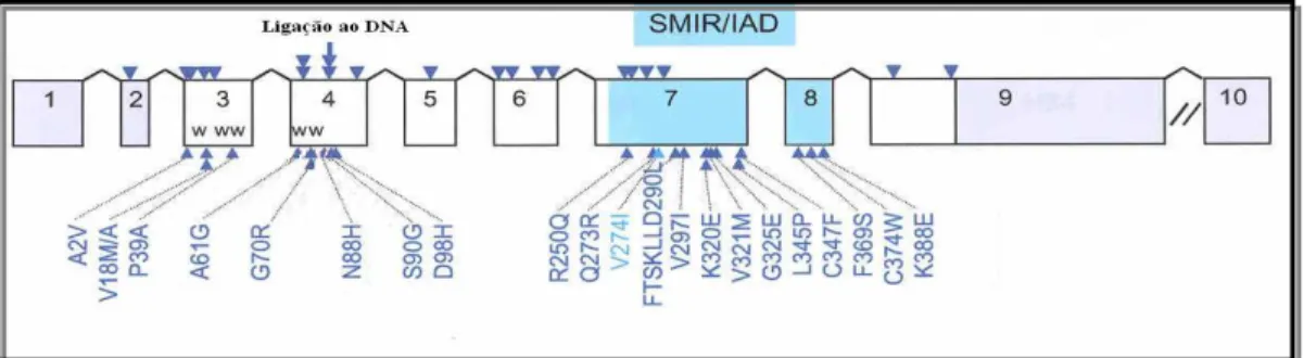 Figura 7 - Esquema do gene com seus domínios e algumas mutações já descritas (Fonte: LIMA 27 , 2005)