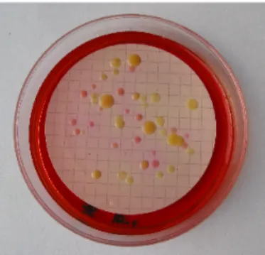 Figura 3.2 – Meio de cultura MLSA selectivo para coliformes totais e E. coli. Colónias  típicas amarelas e com mudança localizada de cor do meio após incubação a  (36.0±2.0)ºC durante (21±3)h