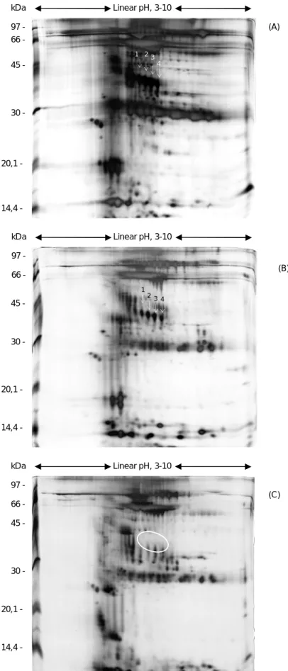 Figura 2 - IEF pH3-10, seguido de SDS-PAGE 12% corado com prata. Marcador de massa molecular Mw (kDa) (Low Molecular Weight Calibration Kit - GE Heathcare)