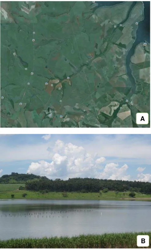 Figura 1 –    Vista  geral  e  detalhe  da  área  onde  o  experimento  foi    instalado  no  município  de  São  Manoel (A e B)  