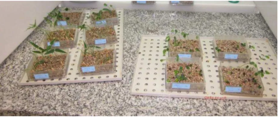 Figura  3  –  Teste  de  germinação  em  laboratorio  de  Cajanus  cajan  cv.  Mandarim,  Senna  alata  e      Leucaena leucocephala no Laboratório de Reprodução, Genética e Ecologia de espécies  arbóreas tropicais da ESALQ /USP 