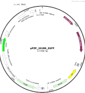 Figura 1 - Mapa do vetor pZP_201BK_EGFP (Chu et al., 2014)  que contém entre as bordas do T- T-DNA os seguintes cassetes: cassete para superexpressão em plantas de genes candidatos sob o controle  do promotor da Actina 2 (ACT-2) e do terminador da Nopalina