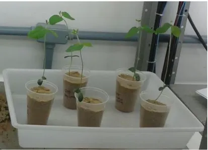 Figura 7 - Plantas compostas de soja cinco dias após o transplante para a mistura de gel com areia