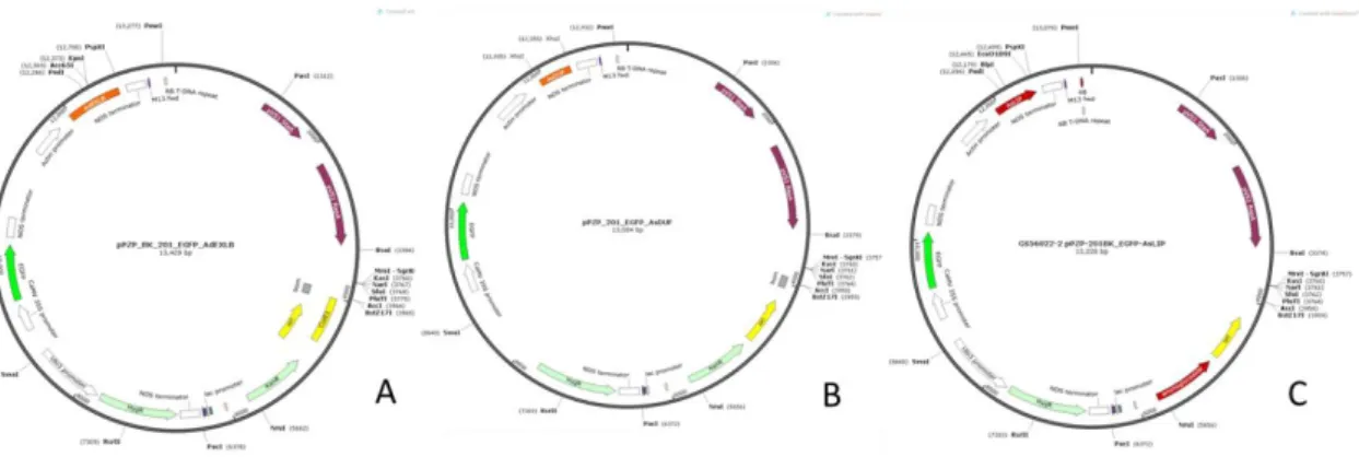 Figura  8  -  Mapa  dos  vetores  utilizados:  pZP_201BK_AdEXLB8  (A);  pZP_201BK_AsDUF  (B)  e  pZP_201BK_AsLIP (C)