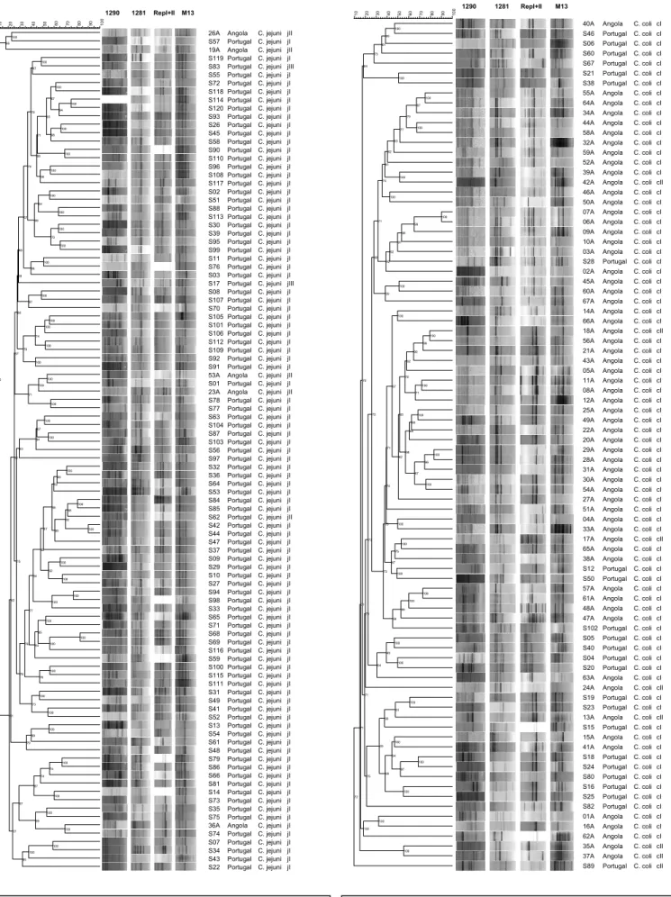 FIGURA  3.20 : Dendrograma construído com base nos perfis densitométricos  de C. coli   obtidos numa análise global de “fingerprinting”, utilizando o  coeficiente de correlação de Pearson e o método de aglomeração UPGMA.