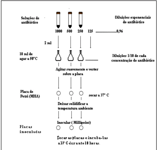 Figura 2.1: Fluxograma do procedimento experimental seguido na aplicação do método de difusão em agar 