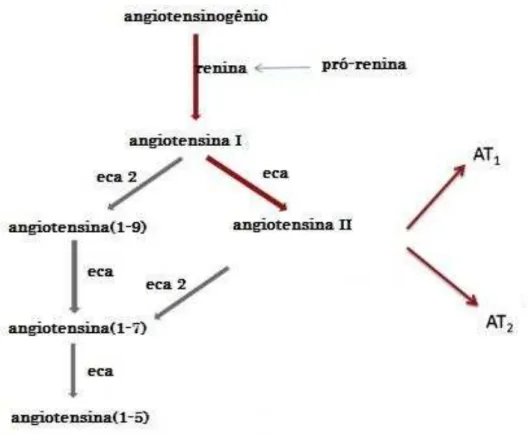 Figura 2 -Esquematização resumida do sistema renina-angiotensina 