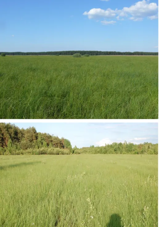 Figure 3.5 Views of the mire (Malashevich, 2014b) 