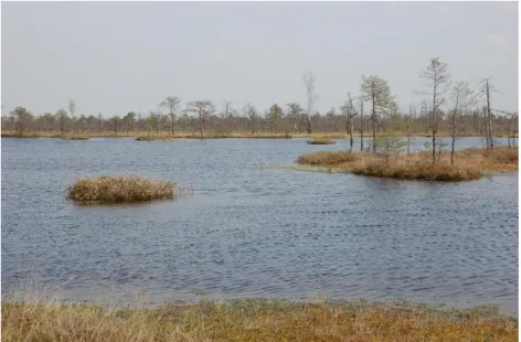 Figure 3.9 Views of the bog (Malashevich, 2014b) 