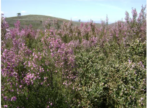 Figura 1. Diversas tonalidades de Erica australis (Várzea da Serra).