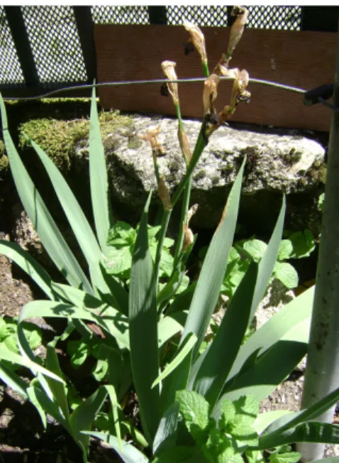 Figura 2. A planta Iris germanica recolhida na aldeia da Gralheira.