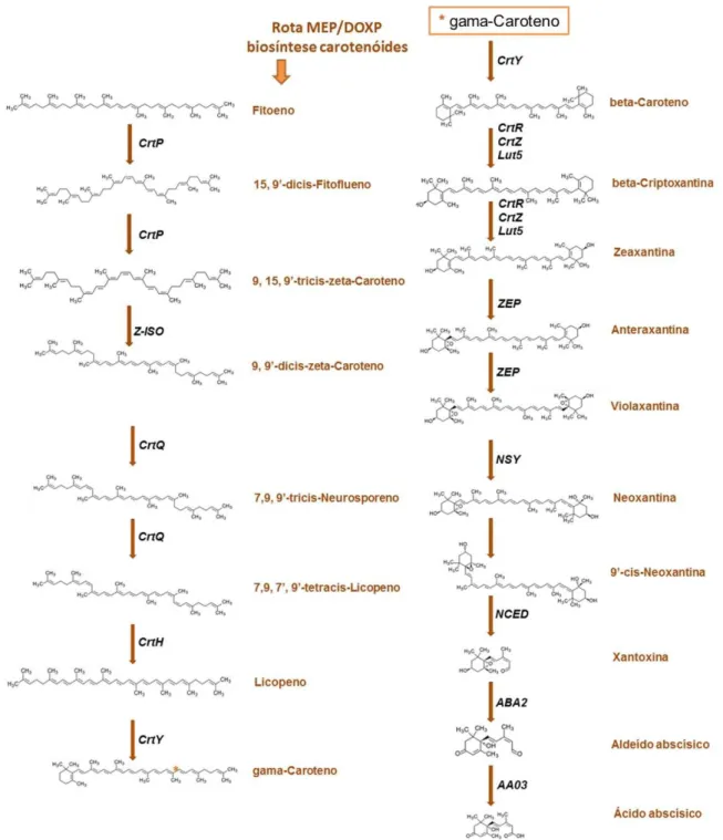 Figura  1  -  Rota  de  síntese  do  ácido  abscísico.  As  siglas  entre  as  setas  se  referem  aos  genes  que  codificam  as  respectivas  enzimas  (CrtP:  15-cis-fitoeno  desaturase;  Z-ISO:  zeta-caroteno  isomerase;  CrtQ:  zeta-caroteno  desaturas