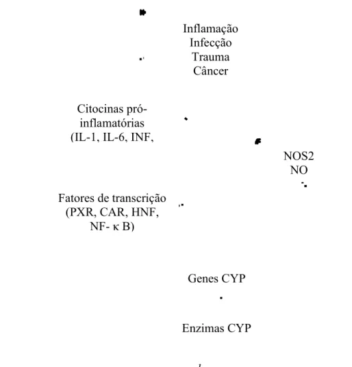 Figura  23.  Mecanismo  de  inibição  do  CYP  e  de  transportadores  durante  a  inflamação