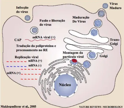 Figura 3. Ciclo de replicação viral, modificado de MUKHOPADHYAY, 2005  [Mukhopadhyay et al