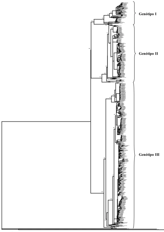 Figura 7. Árvore filogenética usando o método de Neighbor-joining com base na sequência completa do  genoma  de  542  isolados  de  DENV-3