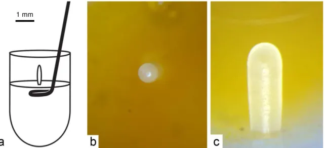 Figura 15. a) Representação do modo de coleta do ovo; b) Vista superior de um ovo transferido; c) Vista  lateral de um ovo transferido