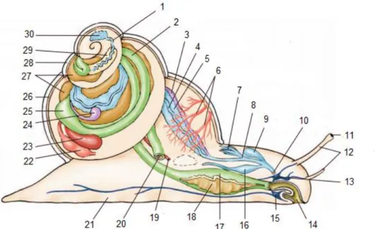 Figura 1 – Anatomia de um caracol terrestre pulmonado, adaptado de Hickman Jr. C. et  al., 2008 (19)