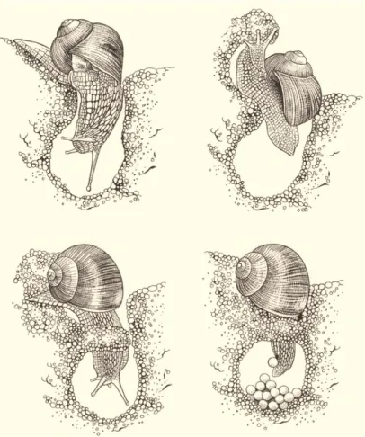 Figura 2 – Nidificação e postura de ovos de Helix pomatia, adaptado de Cameron R.,  2016 (27)