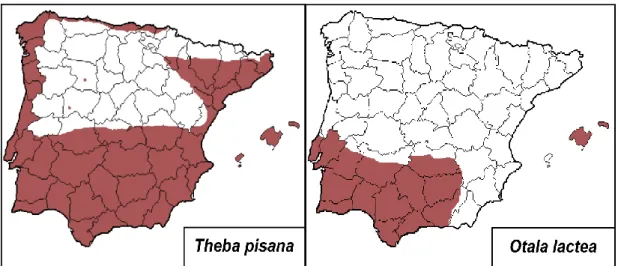 Figura 10 – Distribuição da Theba pisana e Otala lactea na Península Ibérica, adaptado  de Malacowiki (37)