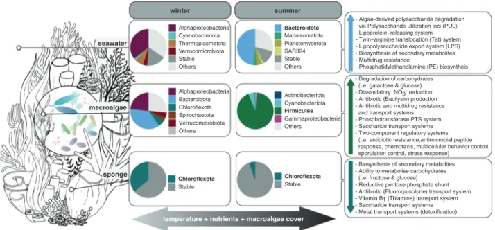 Fig. 7 Conceptual overview of seasonal changes in coral reef microbiomes. Elevated seawater temperature, increased macroalgal abundance, and nutrient concentrations during summer are correlated