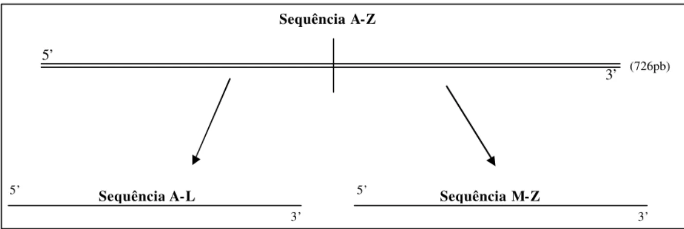 Figura 9: Esquema simbolizando a sequência nucleotídica dos domínios 2 e 3 do  KDR. (A)  A  sequência possui 726 pares de bases, incluindo  8 aminoácidos (nt) aleatórios e 1 Metionina  colocados como região iniciadora e a região  stop códon, composta por 8