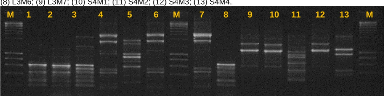 Figura 2 - PCR Fingerprinting com o primer de repetição M13, de isolados de Lactobacillus