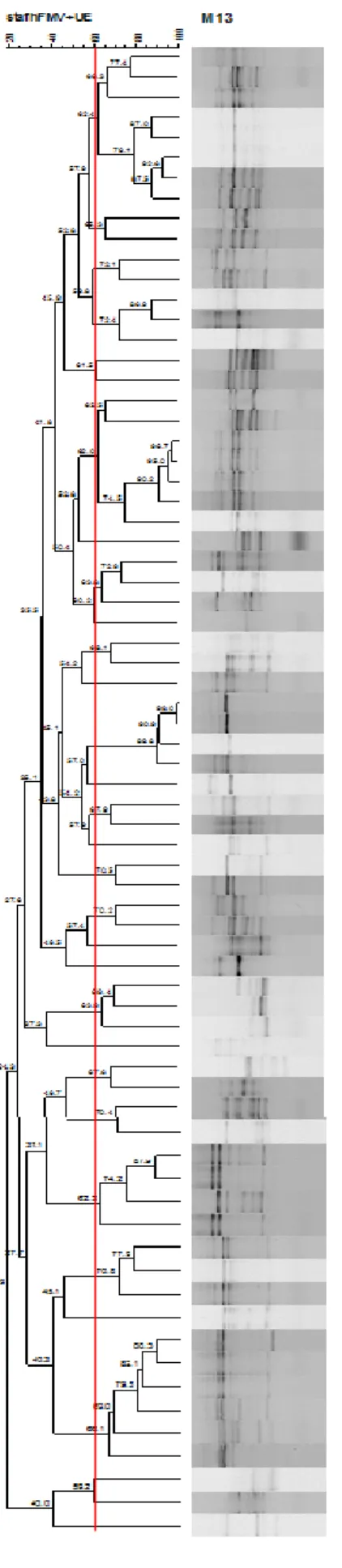 Figura c: Dendrograma de semelhança genómica para Lactobacillus plantarum obtido a partir dos perfis de PCR- PCR-fingerprinting  com  os primers  M13  e  OPC19