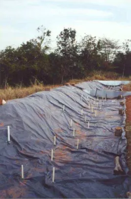 Figura 5 -  Terraço coberto por lona plástica para a medição da condutividade  hidráulica do solo em função de sua umidade