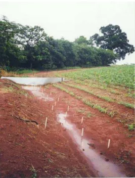 Figura 6 -  Pontos de observação (estacas brancas, no centro do canal) para o  monitoramento da perda de solo no canal do terraço da parcela plantio  direto