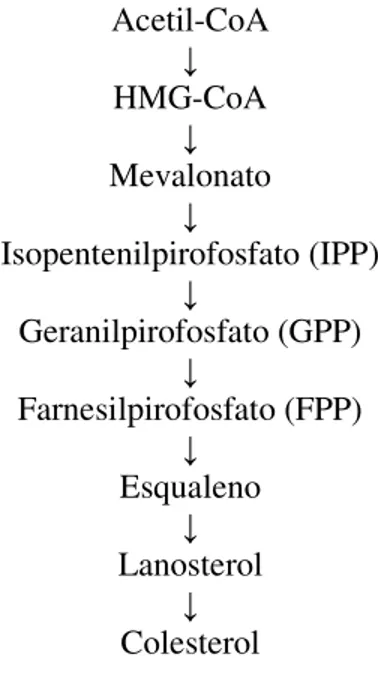 Figura 1 – Esquema simplificado da rota biossintética do colesterol. 