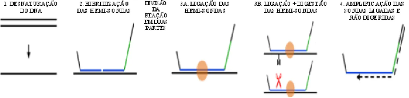 Figura 1.7. Representação esquemática das 4 principais etapas da técnica de MS-MLPA. 1 - Desnaturação do DNA da amostra; 