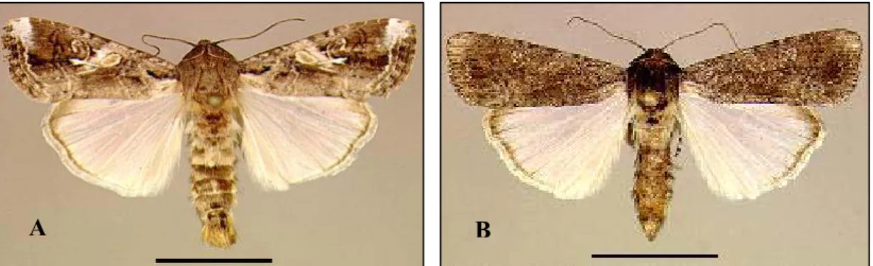 Figura 2: a) S. frugiperda macho adulto. b) S. frugiperda fêmea adulta. O tamanho da barra  das figuras A e B correspondem aproximadamente a 20 mm