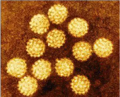 Figura 1.  Micrografia eletrônica de partículas de papilomavírus. Fonte: Stannard (1995)