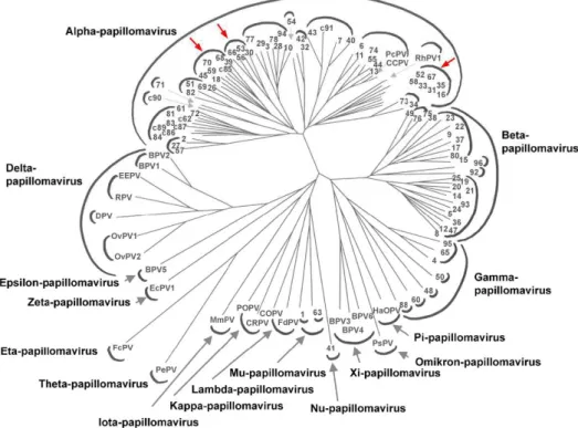 Figura 3.  Árvore  filogenética  dos  papilomavírus  baseada  na  análise  da  sequência  do  gene  L1