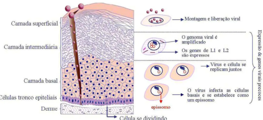 Figura 4.  Ciclo de infecção pelo HPV. Micro-traumas no epitélio expõem as células basais e facilitam a  infecção pelo HPV
