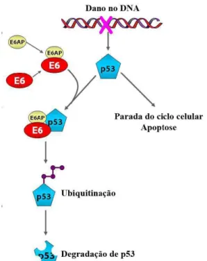 Figura 6.  Degradação  de  p53  mediada  por  E6  de  HPV.  Danos  ao  DNA  induzem  a  ativação  de  p53  levando tanto à parada do ciclo celular quanto à apoptose