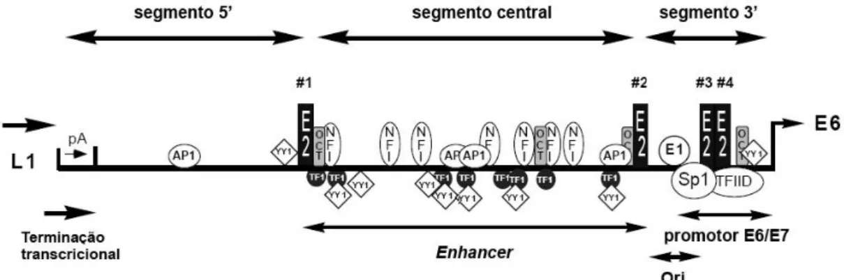 Figura 7.  Representação  esquemática  da  LCR  do  HPV-16.  Quatro  sítios  de  ligação  a  E2  estão  presentes na LCR, sendo que dois deles dividem a LCR em segmentos funcionais distintos, os quais são  denominados segmento 5’, central e 3’