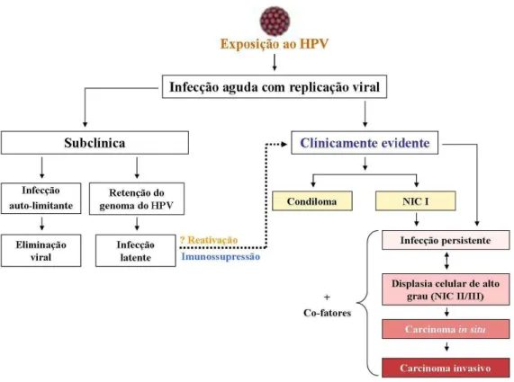 Figura 8.  História natural da infecção pelo HPV. A  maior parte das infecções por HPV é subclínica  (sem  sintomas)
