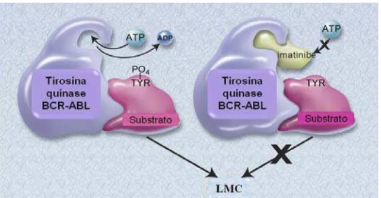 Figura 2 - Esquema do mecanismo de ação do mesilato de imatinibe. O Imatinibe se liga ao sítio da  tirosina-quinase de BCR-ABL, bloqueando a ligação do ATP e conseqüentemente inibe a  atividade quinase de BCR-ABL