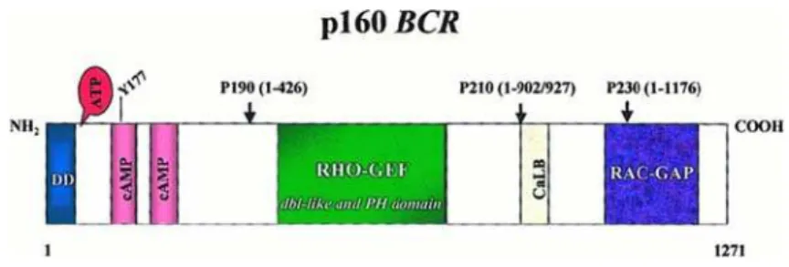 Figura 3 - Esquema da estrutura da proteína BCR. Estão identificados, neste esquema, o domínio de  dimerização (DD), dois domínios de adenosina monofosfato cíclico (cAMP), de fator de troca  de guanina de Rho GTPase (Rho-GEF), proteínas ativadoras de RAC G