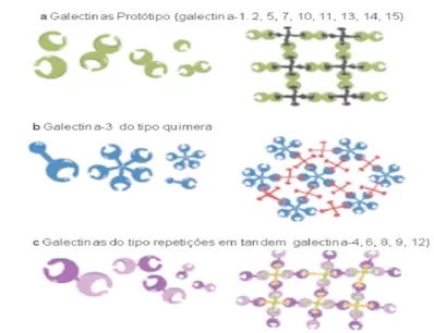 Figura 6 - Tipos de estrutura das galectinas e formação de redes entre galectinas e carboidratos  multivalentes