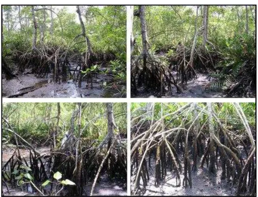 Figura  1  -  Coleta  de  material  vegetal  em  manguezal  de  Bertioga,  SP,  local  considerado  impactado pelo derramamento de óleo 
