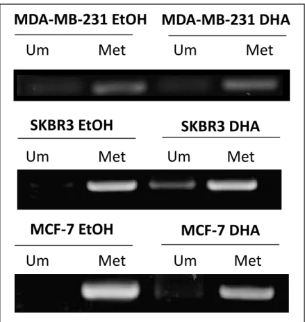 Figura 6: Representação de três ensaios independentes da análise do padrão de metilação  da  região  promotora  do  gene  RASSF1A  das  linhagens  MDA-MB-231,  SKBR3  e  MCF-7