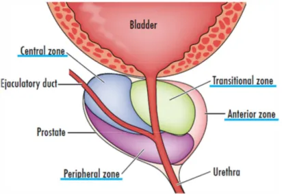 Figure I-2. The zonal anatomy of the prostate gland  (Eylert and Persad, 2012). 