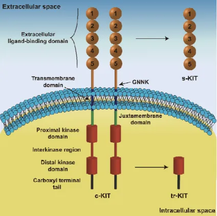 Figure  I-3.  Schematic  representation  of  c-KIT  structure.  The  five  immunoglobin-like  domains  of  the  extracellular  domain  are  involved  in  ligand-binding  and  receptor  dimerization