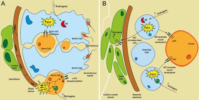 Figure  I-5.  Hormonal  regulation  of  SCF/c-KIT  system  in  the  testis  (A)  and  ovary  (B)  (adapted  from  Figueira et al
