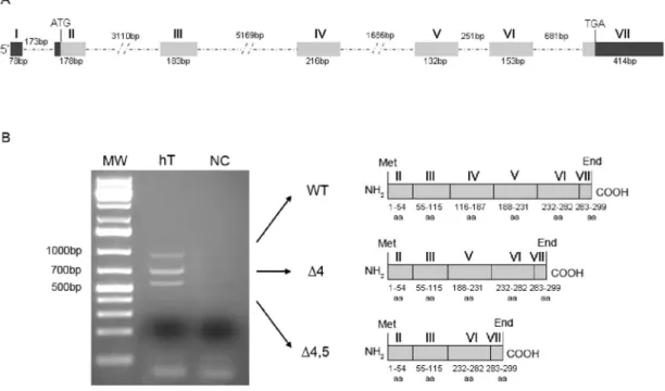 Figure I.3.1 RGN  gene  organization, testicular mRNA transcripts and  hypothetical  proteins