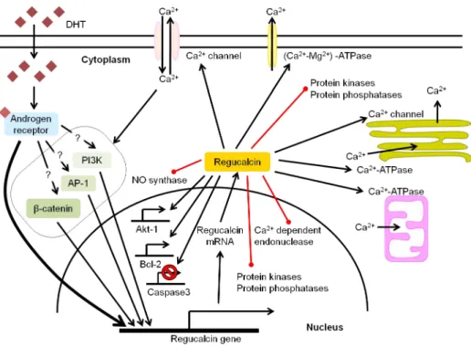 Figure I.3.4. Schematic representation of the potential signalling pathways involved in  the androgenic  control of RGN expression in testis, and the possible roles of RGN protein in testicular cells