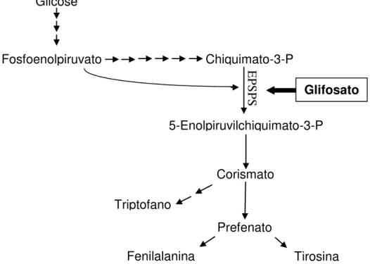 Figura 2 - Via de biossíntese de aminoácidos aromáticos, mostrando o mecanismo  de  ação  do  glifosato  sobre  a  enzima  EPSPS